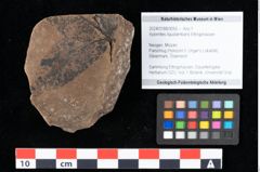 Foto (Objekt + Etikett) von Xylomites liquidambaris Ettingshausen (NHMW-GEO-2024-0188-0055)